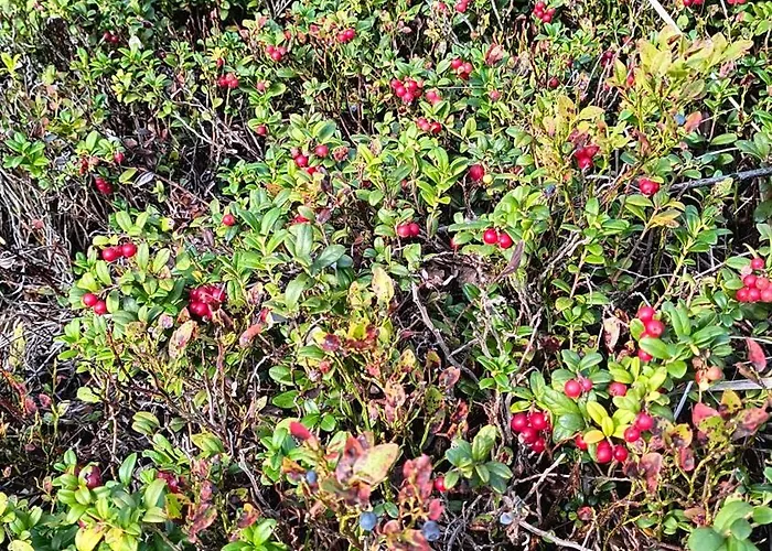 Peaceful With Stunning View *